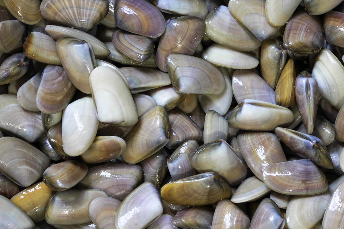 Vuolo (Fi-PPE), vongole italiane salve, ora focus Mediterraneo