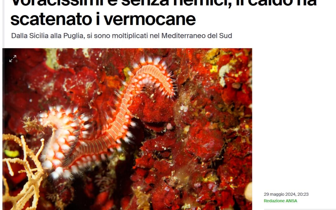 Dopo granchio blu, il vermocane minaccia i mari del Sud. Vuolo: “Necessario intervento tempestivo”